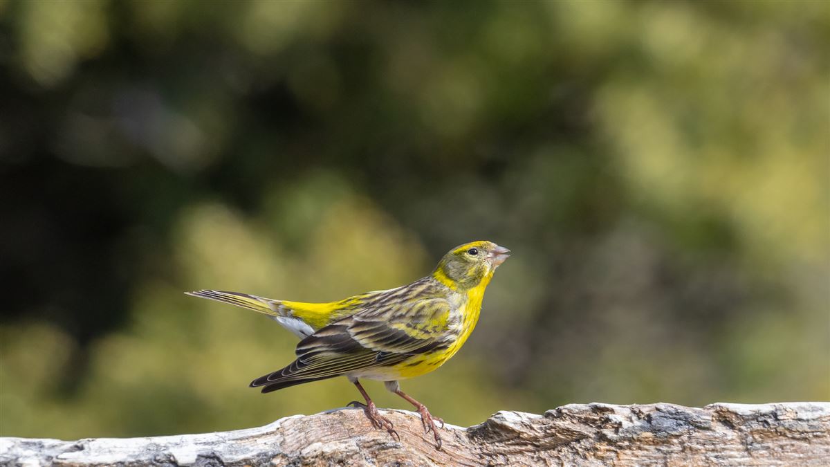 European Serin