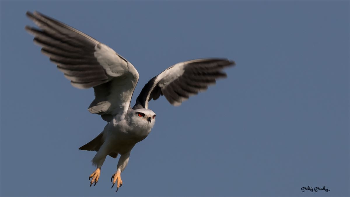 Black-winged Kite
