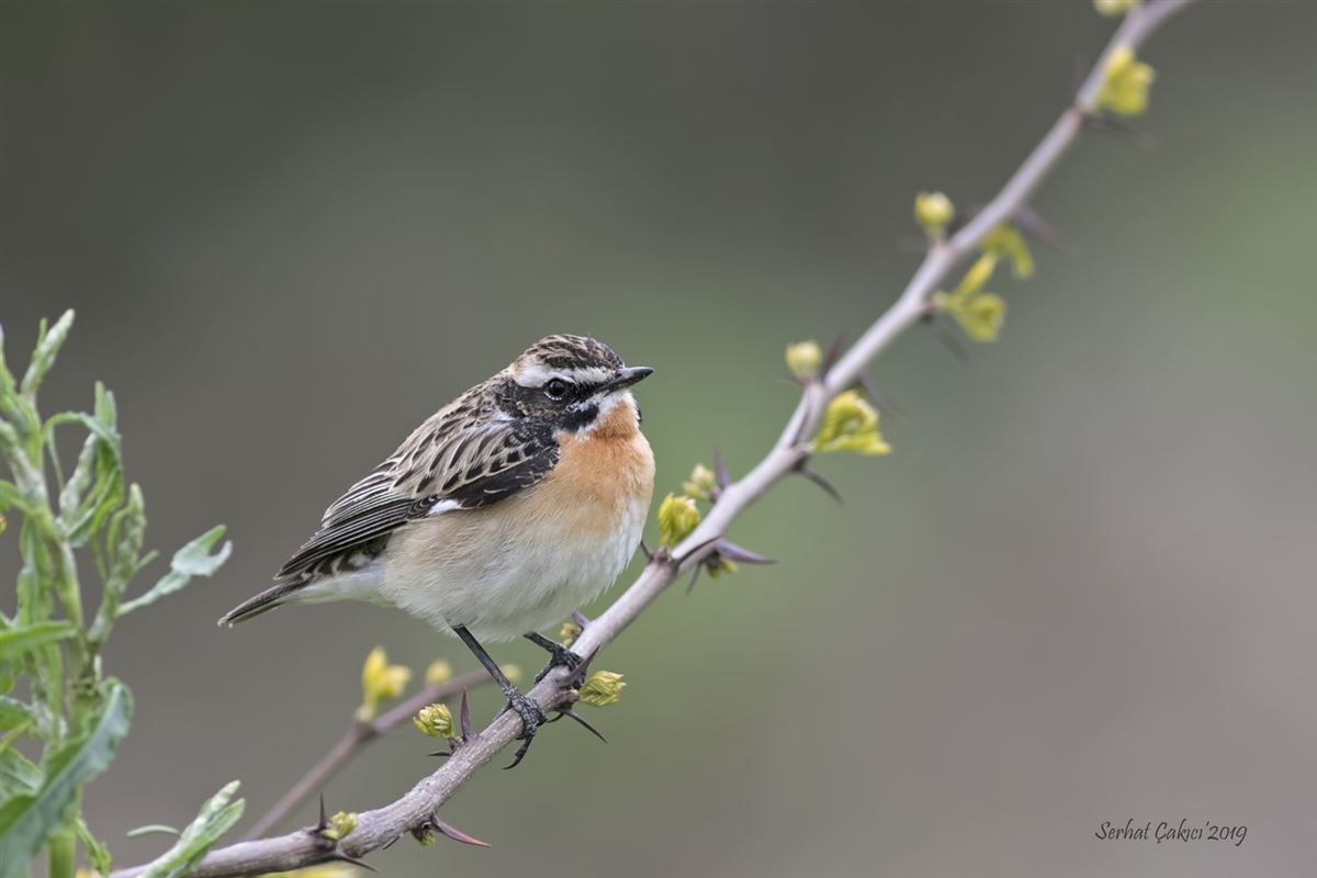 Whinchat