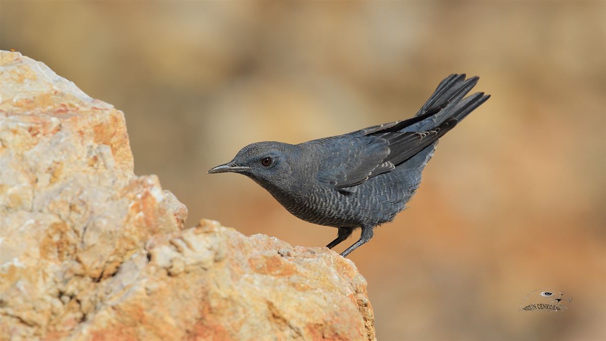 Blue Rock Thrush