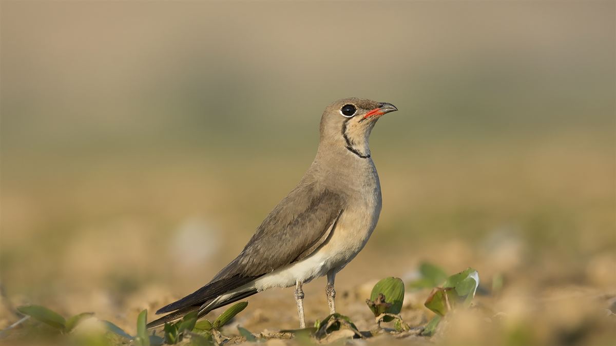 Collared Pratincole