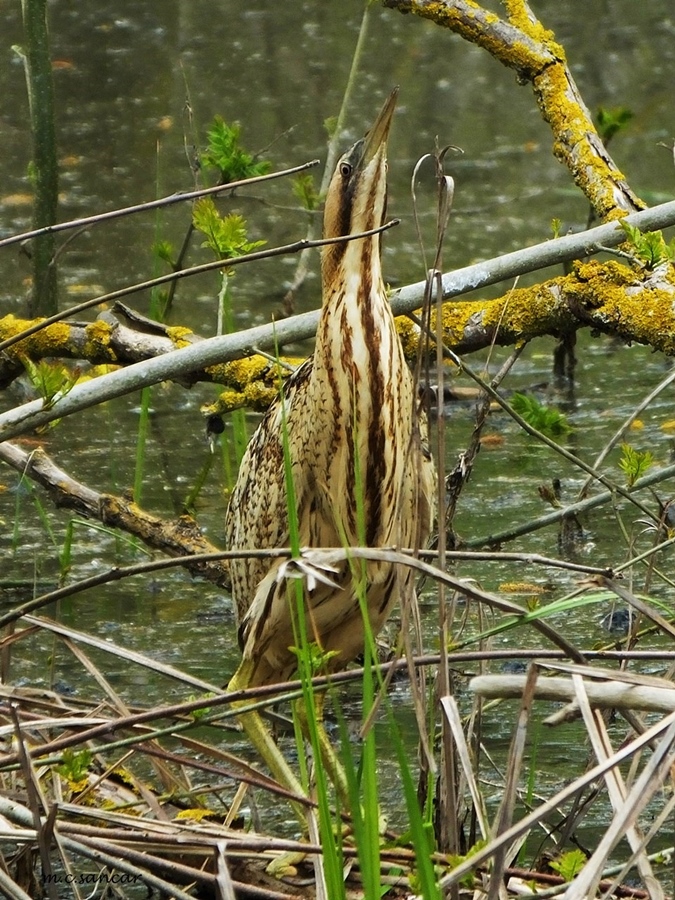 Eurasian Bittern