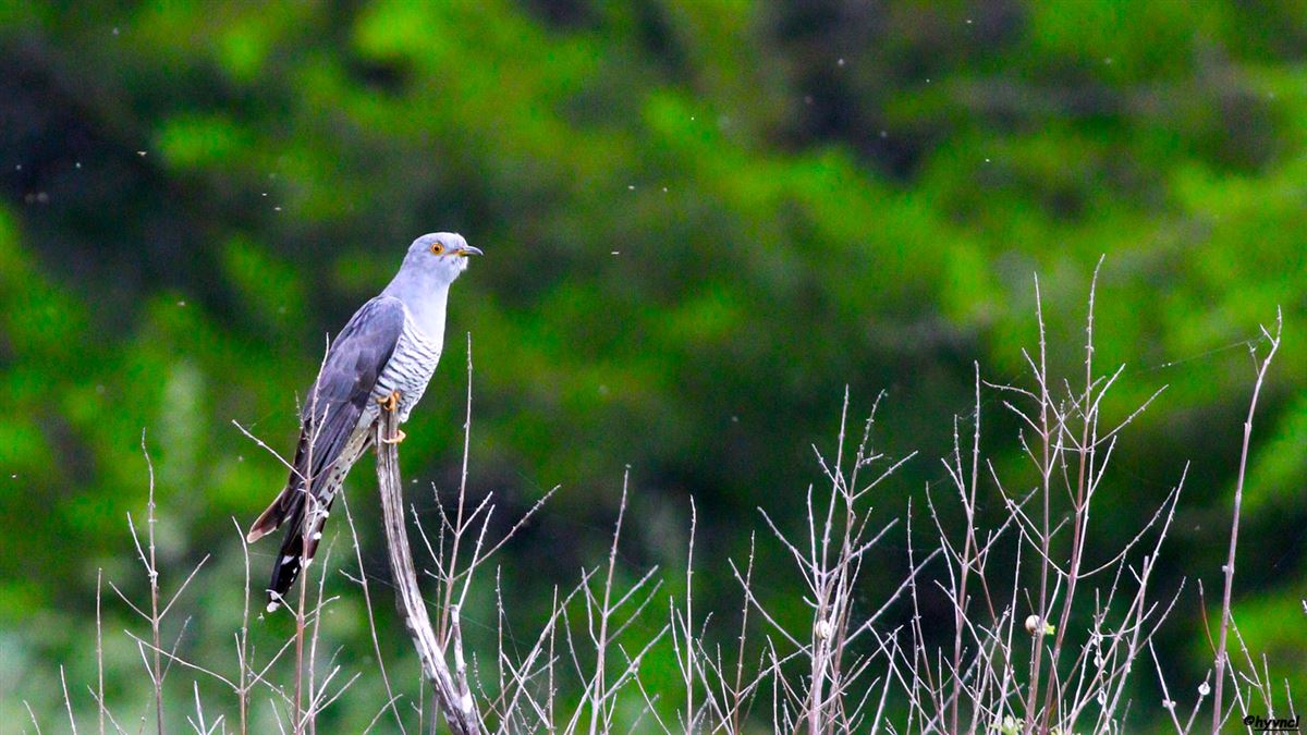 Common Cuckoo