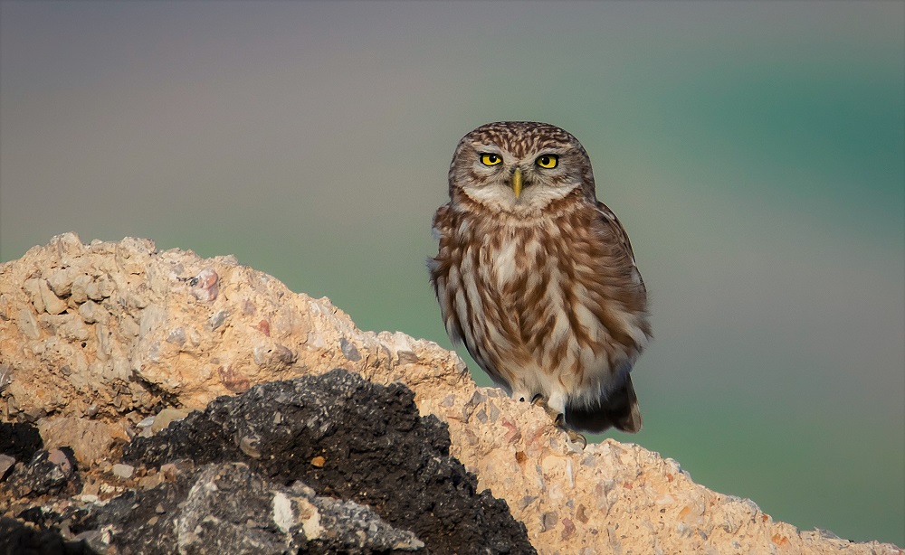 Little Owl