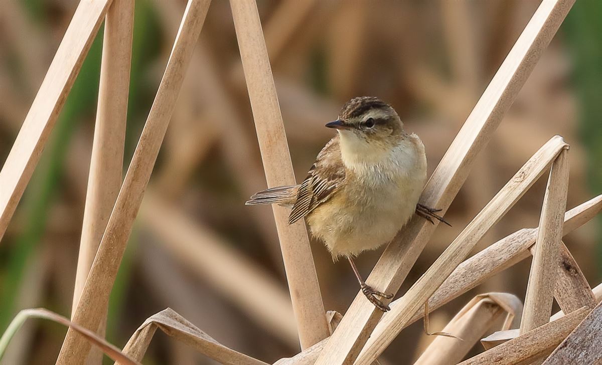 Sedge Warbler