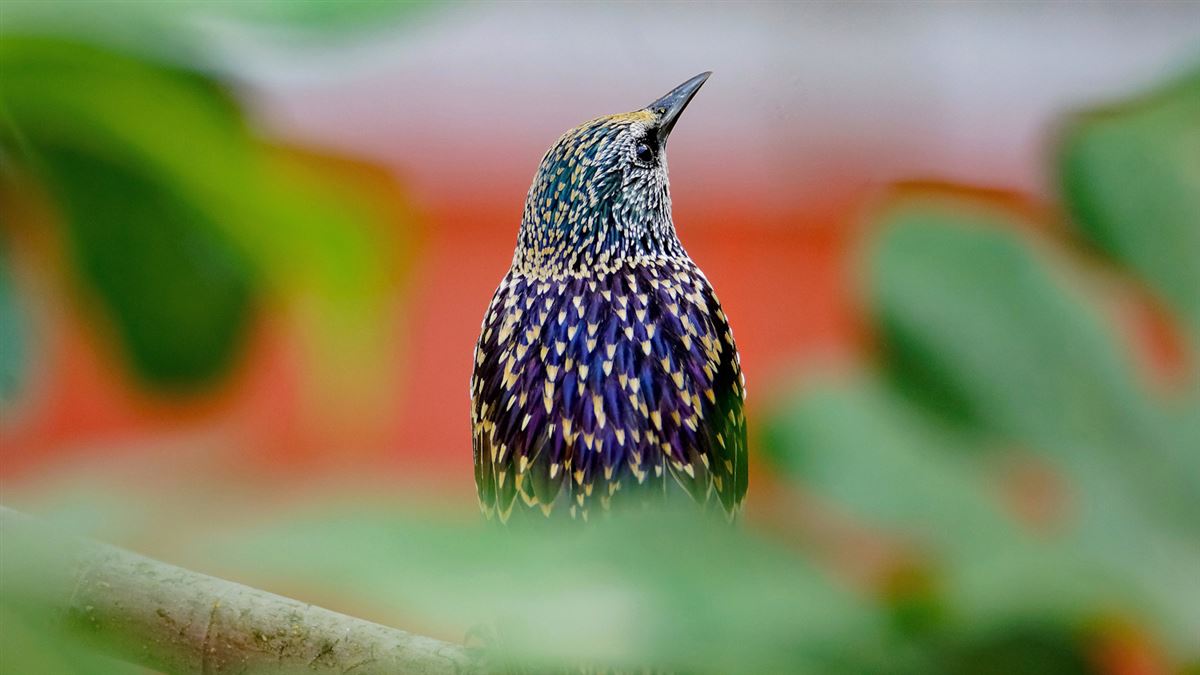Common Starling