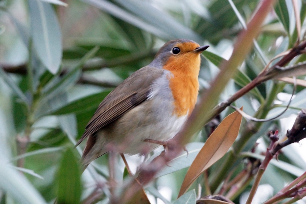 European Robin