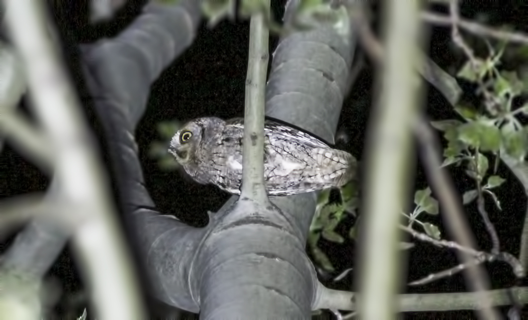 Eurasian Scops Owl