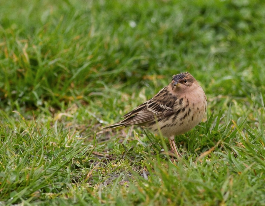 Red-throated Pipit