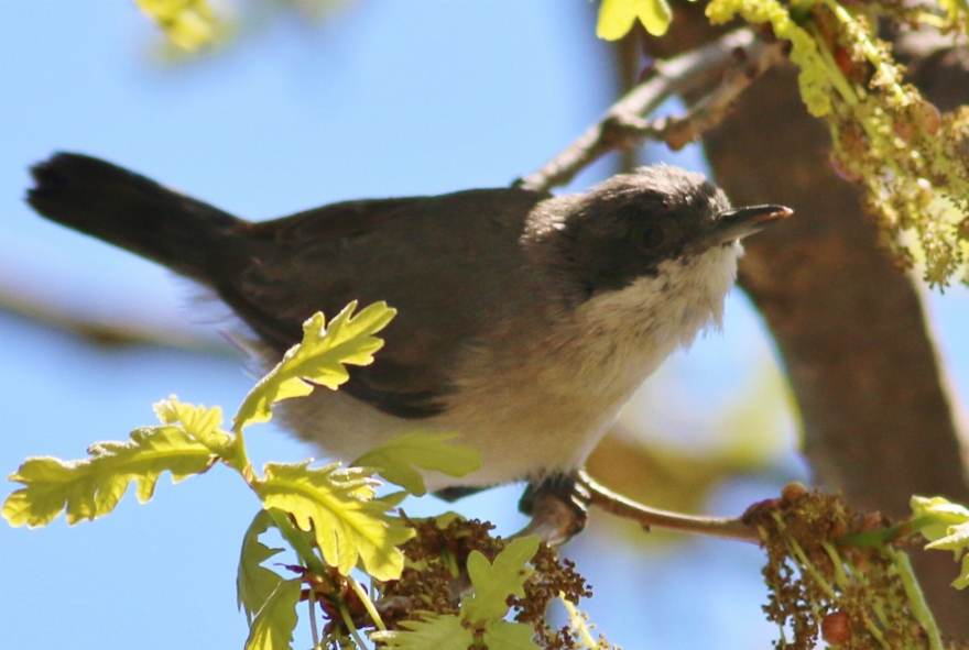 Eastern Orphean Warbler