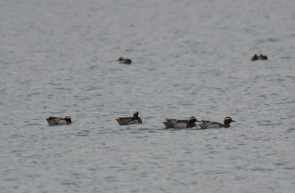 Garganey