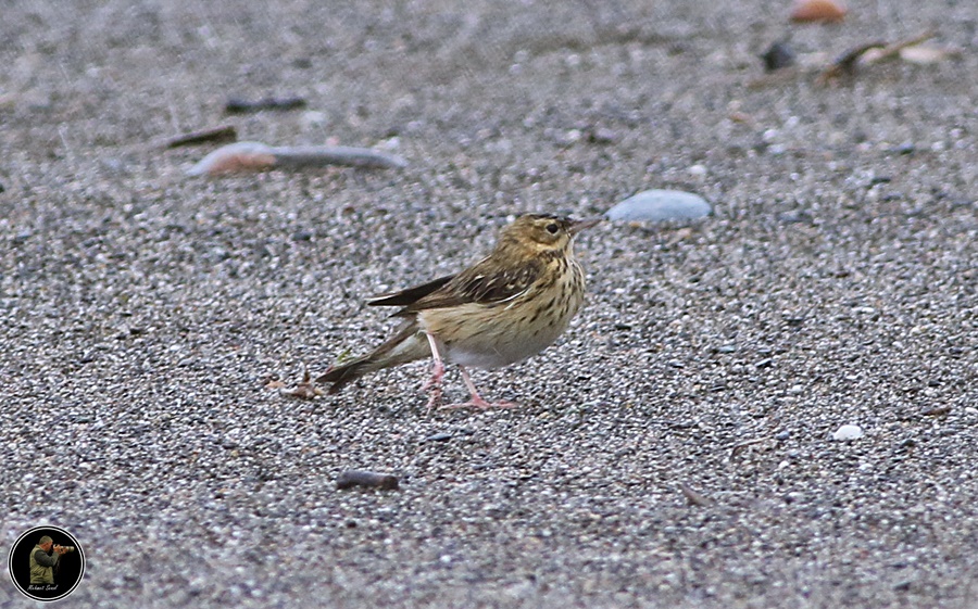 Tree Pipit