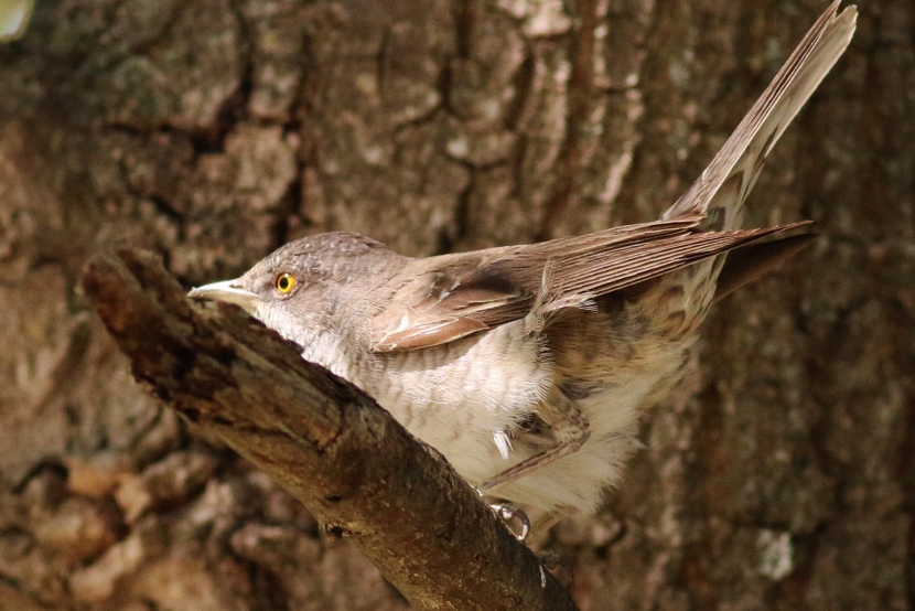 Barred Warbler