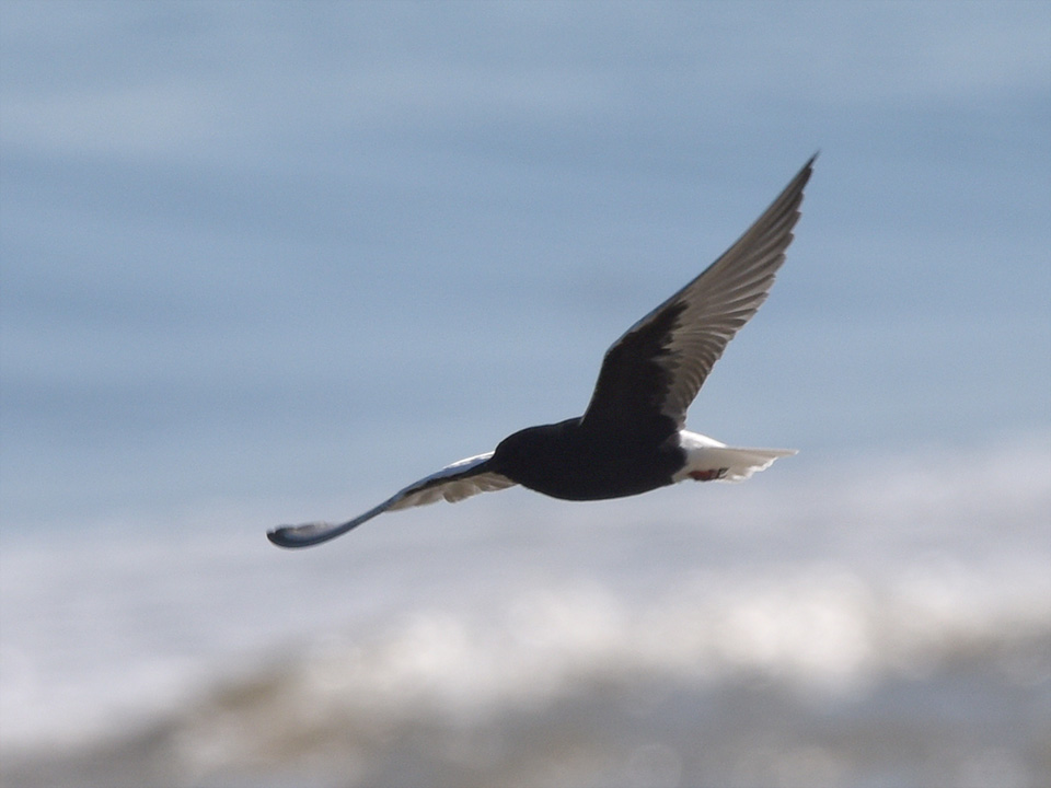 White-winged Tern