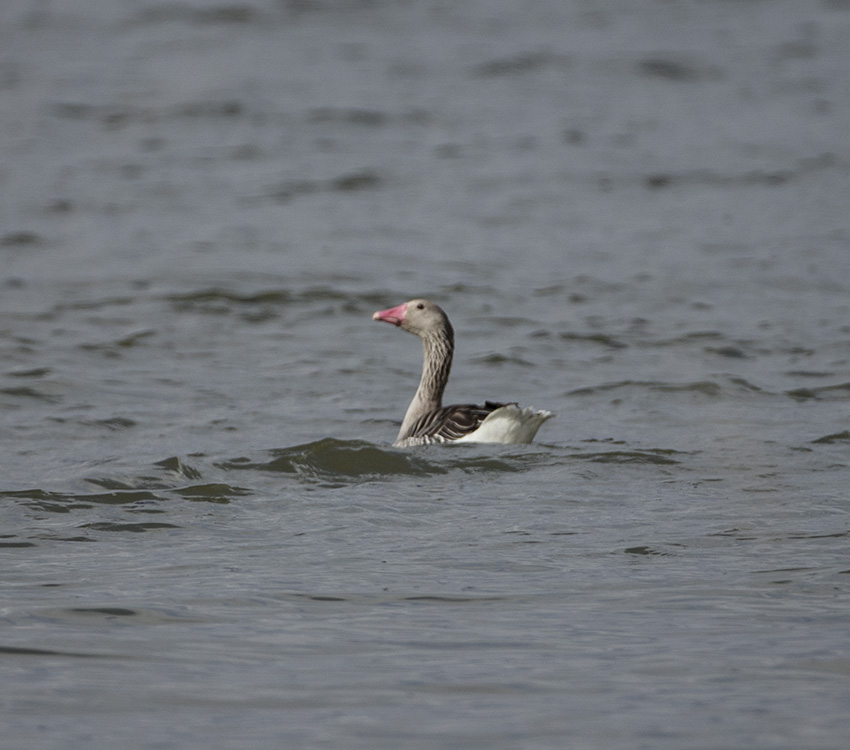 Greylag Goose
