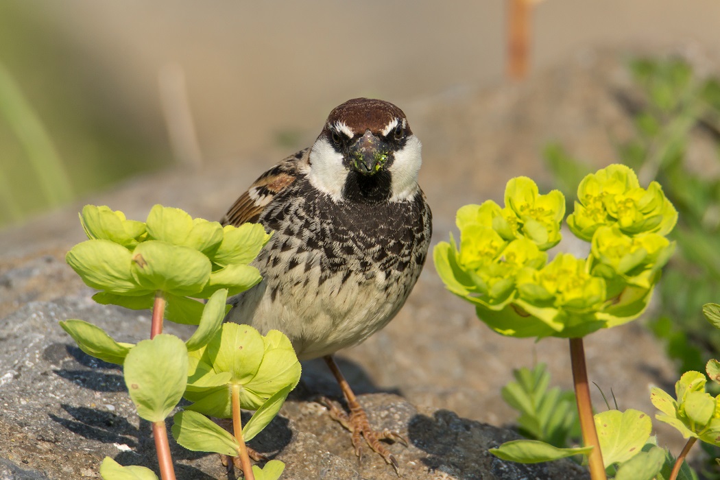 Spanish Sparrow