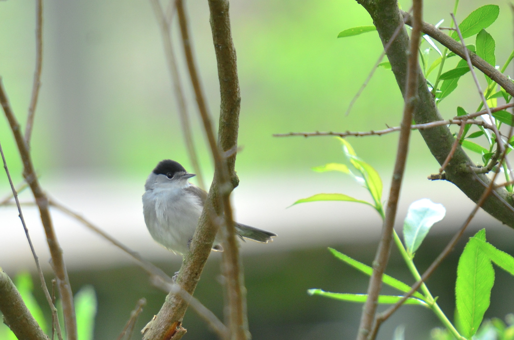 Eurasian Blackcap