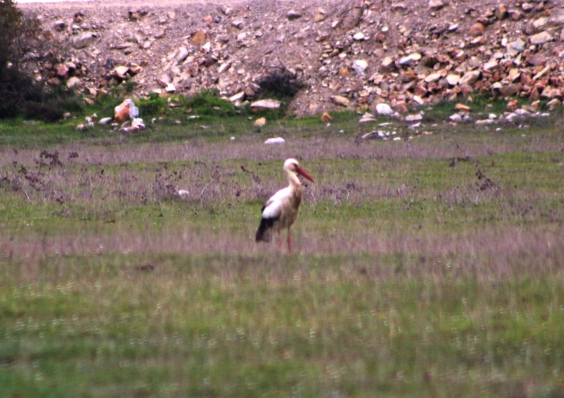 White Stork