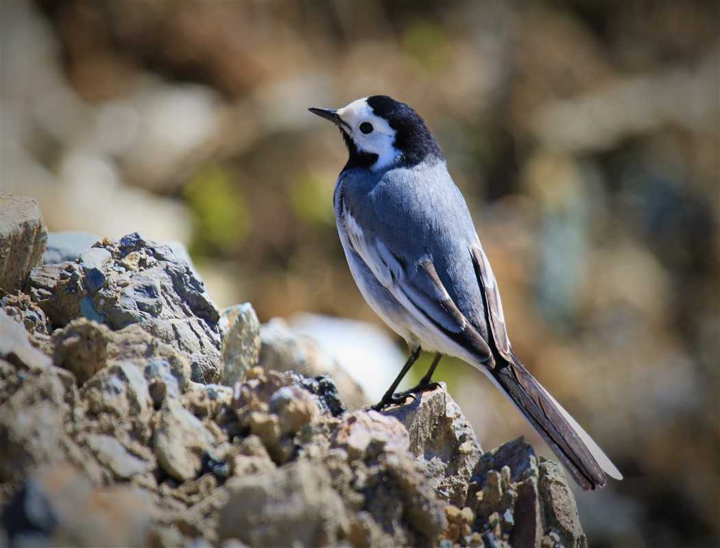 White Wagtail