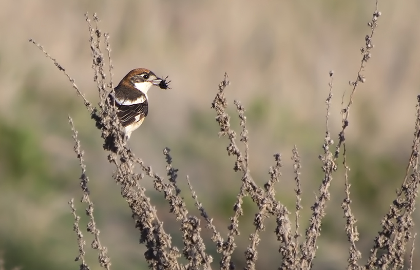 Woodchat Shrike