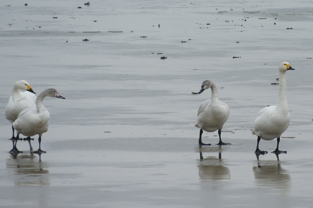 Tundra Swan