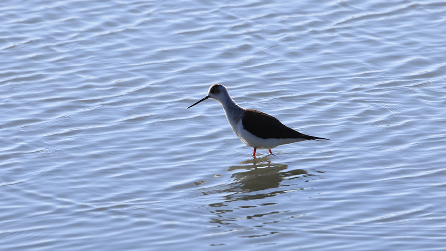 Black-winged Stilt