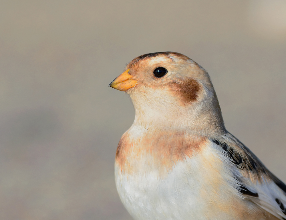 Snow Bunting