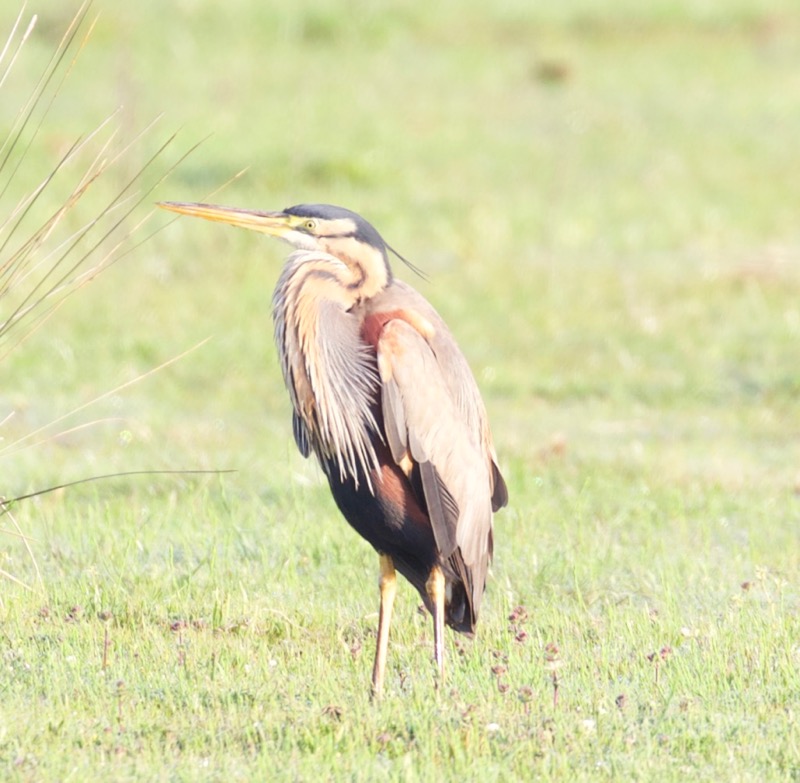 Purple Heron
