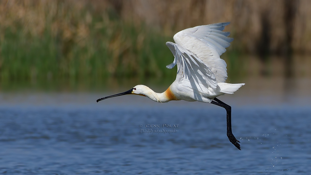 Eurasian Spoonbill