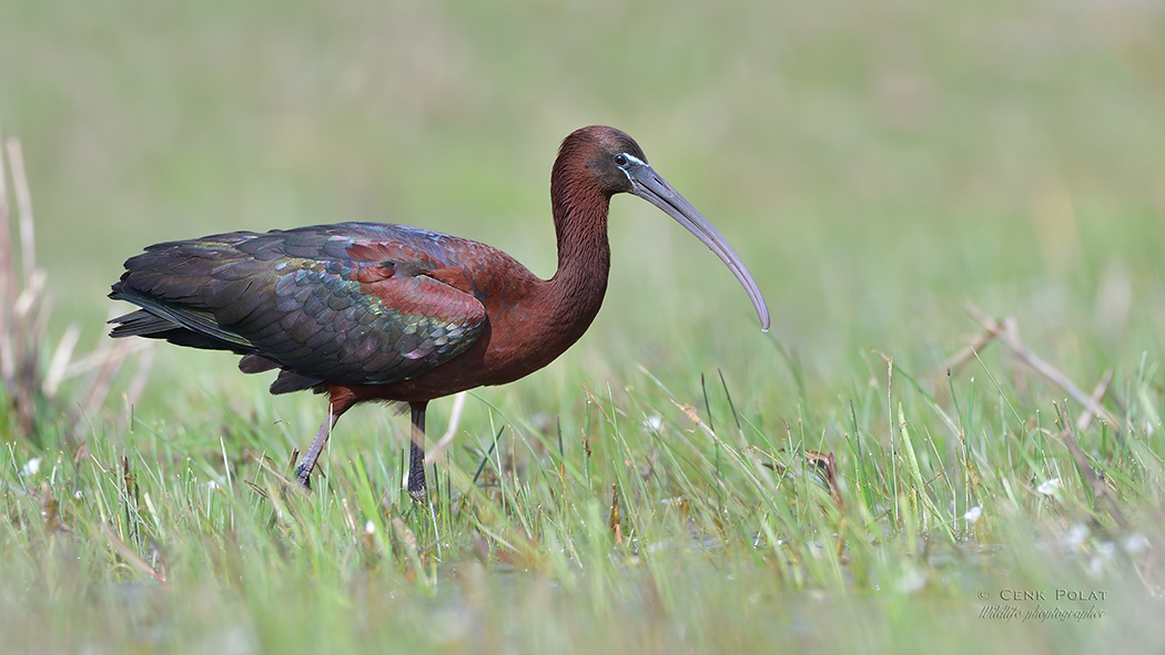Glossy Ibis