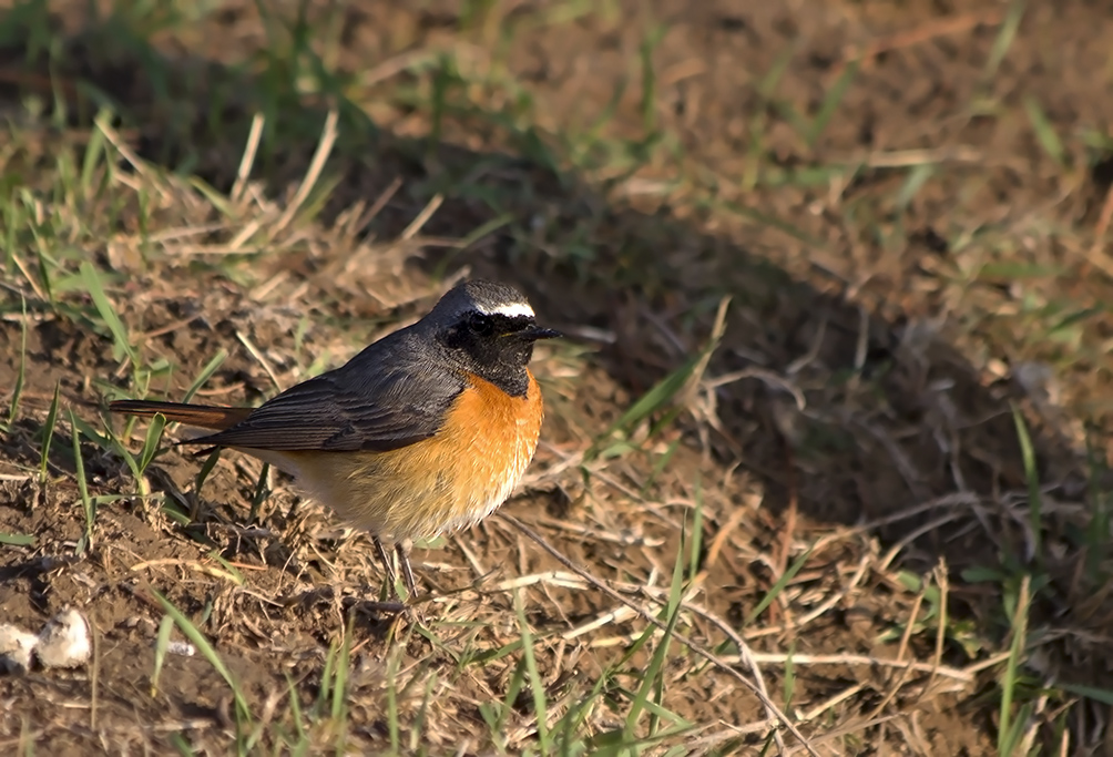 Common Redstart