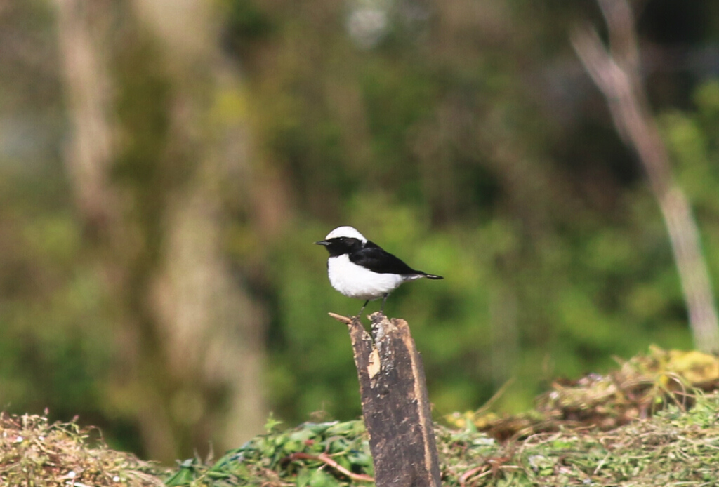 Pied Wheatear