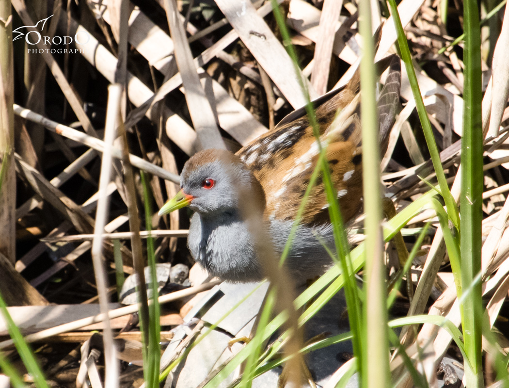 Little Crake