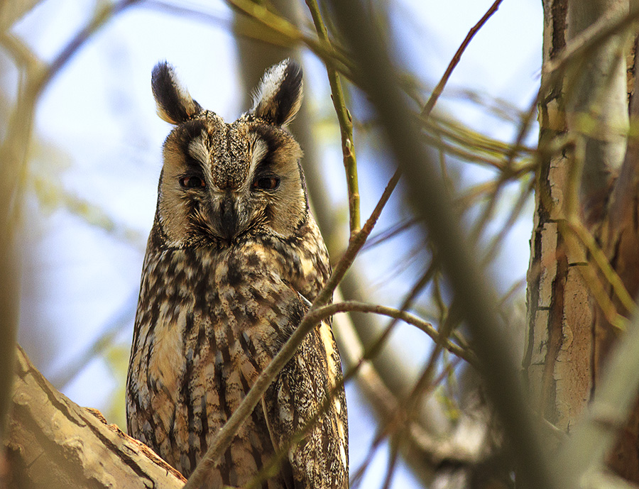 Long-eared Owl