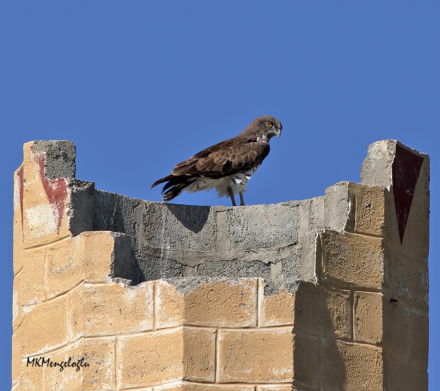 Short-toed Snake Eagle