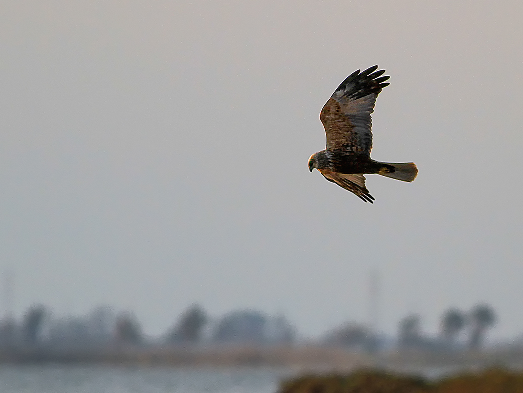 Western Marsh Harrier