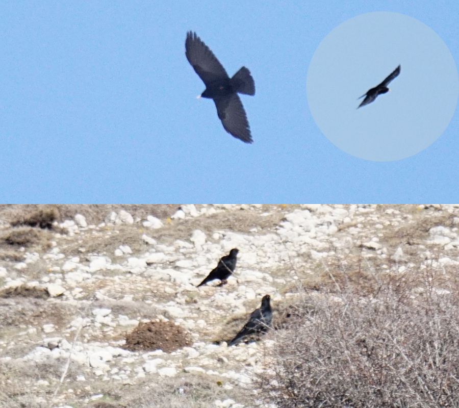 Alpine Chough