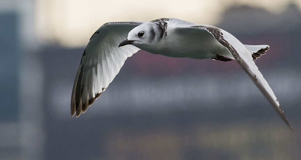 Black-legged Kittiwake