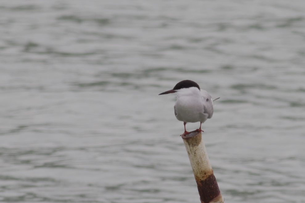 Common Tern