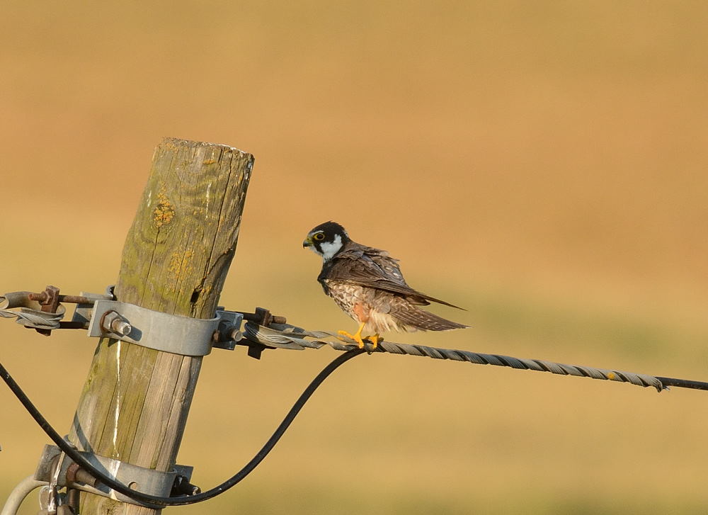 Eurasian Hobby