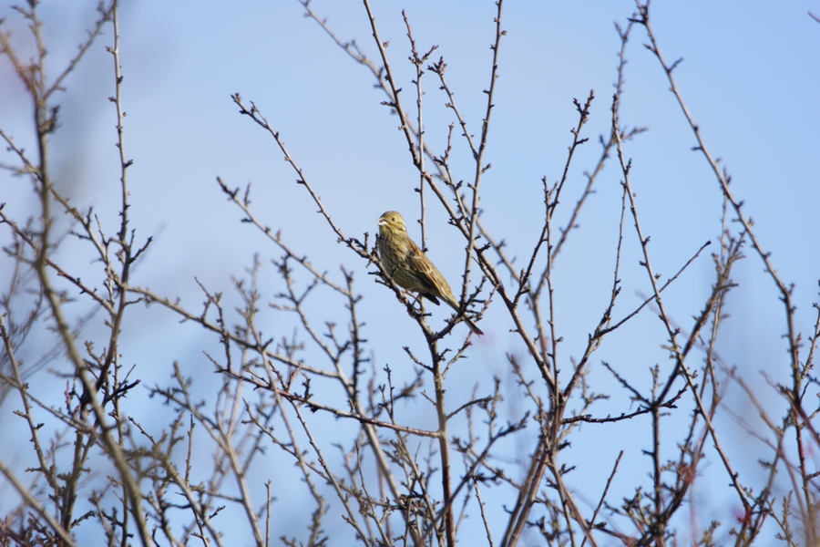 Cirl Bunting