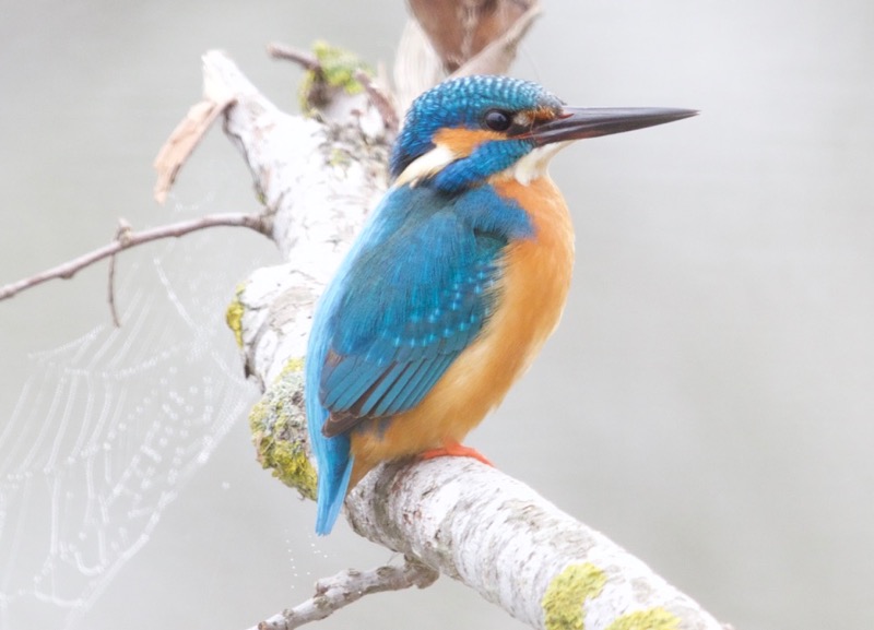 Common Kingfisher