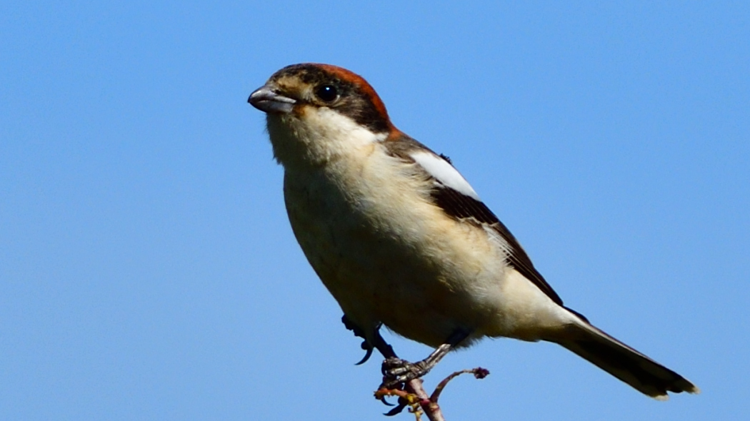 Woodchat Shrike