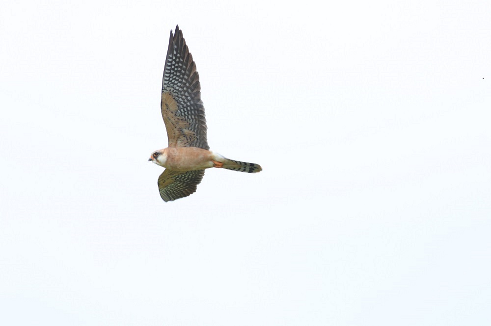 Red-footed Falcon