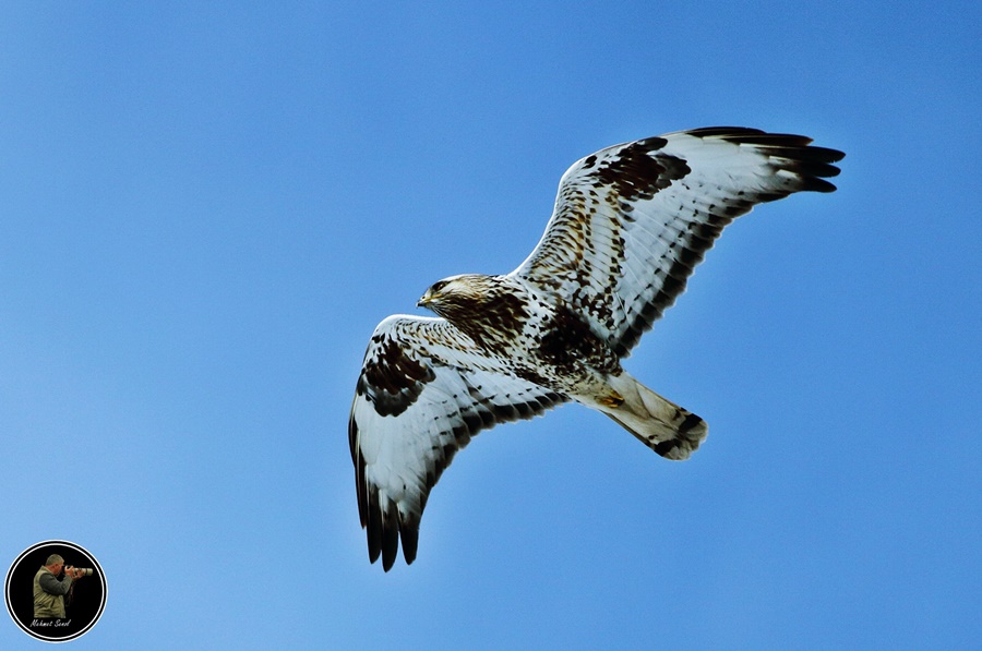 Rough-legged Buzzard
