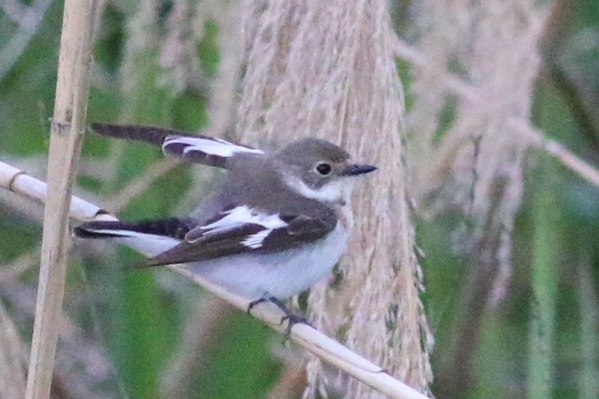 Collared Flycatcher