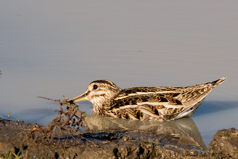 Common Snipe