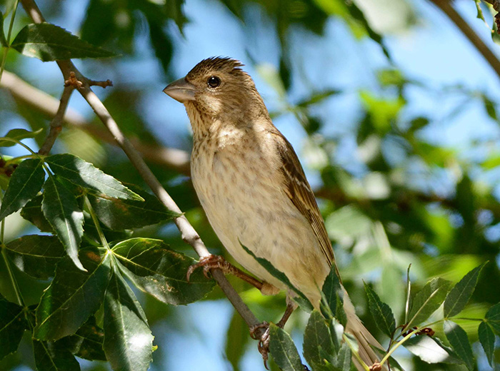 Common Rosefinch