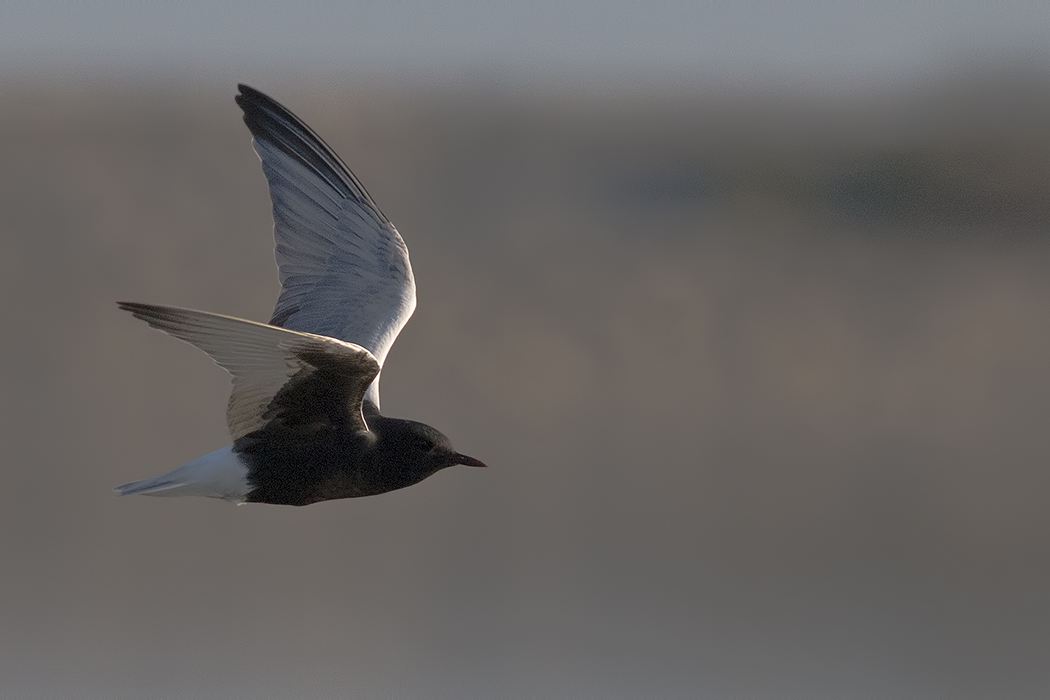 White-winged Tern