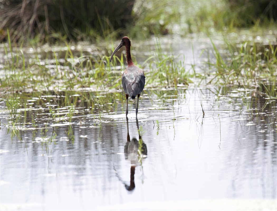 Glossy Ibis